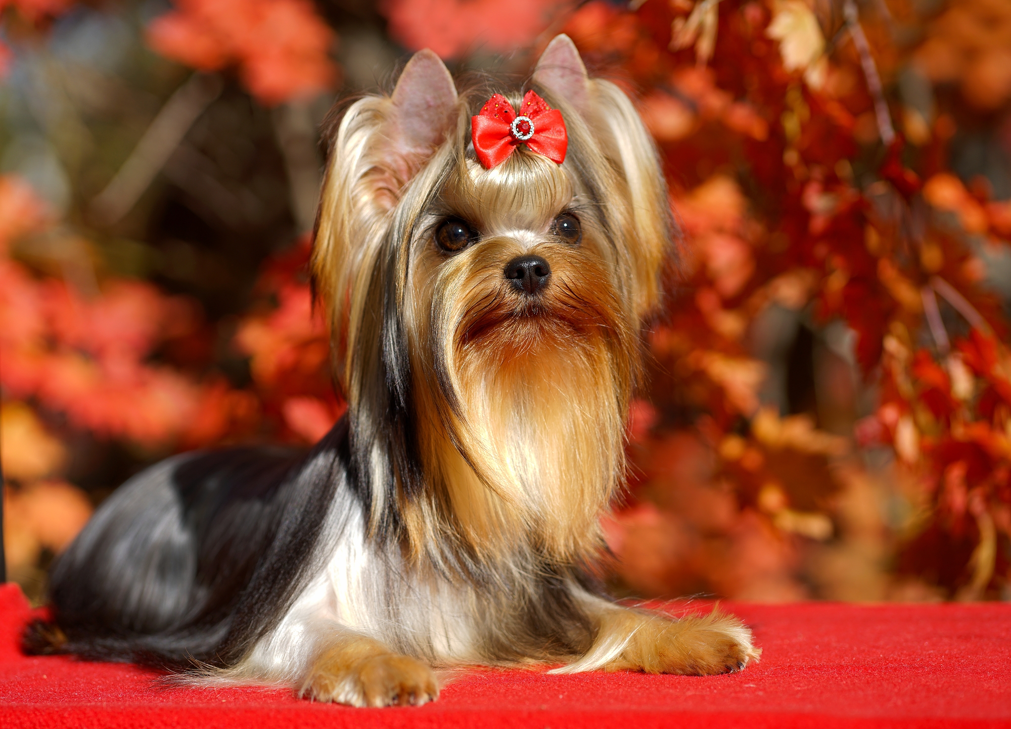MAL ZOLOTNIK MAL ZOLOTNIK YOU TAKE MY BREATH AWAY &mdash; Labaza DogPedigree YorkshireTerrier